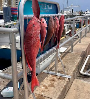 Snapper stacked up offshore today