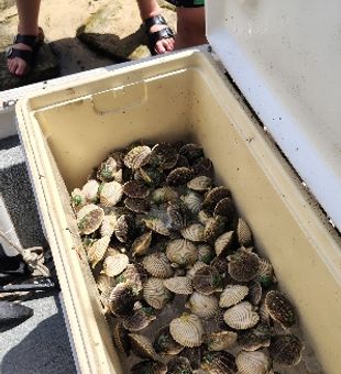 Fresh clam haul from Brooksville waters!