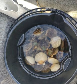 Fresh scallops hauled in from Brooksville waters!