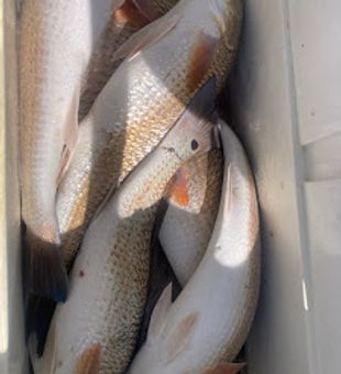 An awesome day on the water, 6 reds for the cooler