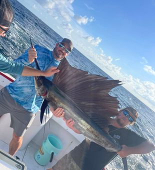Massive sailfish catch!