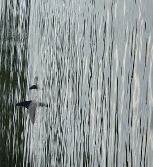 Dolphins looking for breakfast