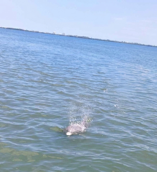 Bottlenose Dolphin swimming towards our boat