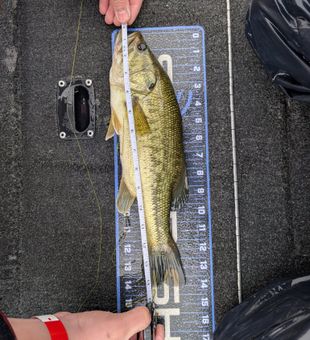 Early Morning Catch at Wilhelm