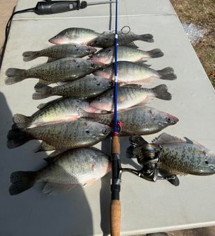 Catching Crappies at Pymatuning Lake.