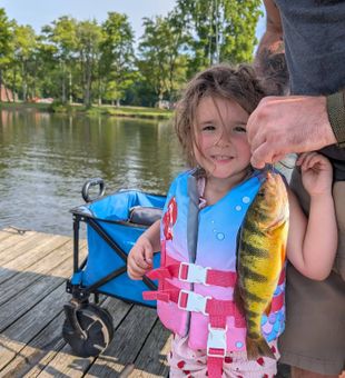 Beautiful American Yellow Perch caught in Foxburg PA!