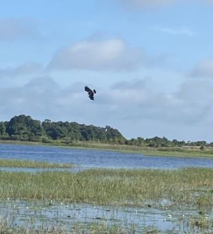 An Everglades Hawk flies around looking for fish!