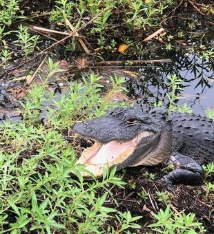 Alligator tour Everglades