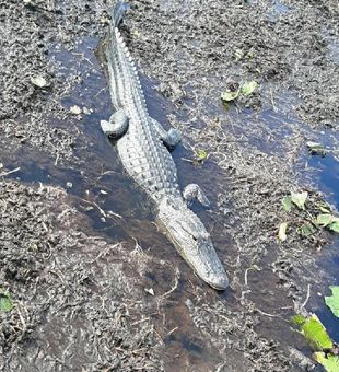 Alligator tour in Florida