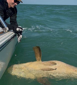 Incredible Goliath grouper boatside!