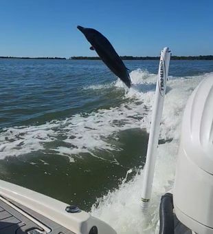 Energetic dolphin leap behind the boat!