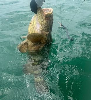 Hard-fighting catch on a Marco Island, FL deep sea fishing trip.