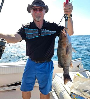 Hefty mangrove snapper catch