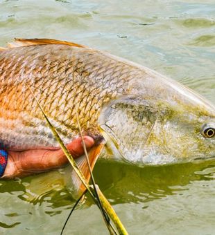 Redfish paradise in Charleston
