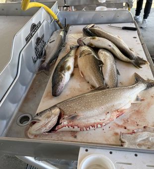Lake trout and bull trout success in Erie PA!