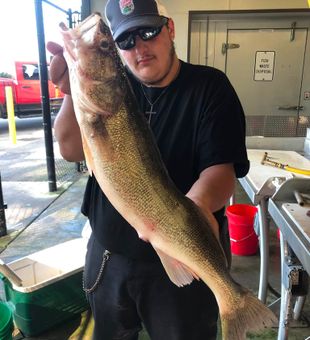Nice Erie PA walleye brought to the boat!