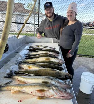 Stack of walleye on a Lake Erie, PA fishing charter.