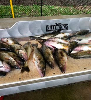 Great day of walleye and sauger fishing in Erie PA!