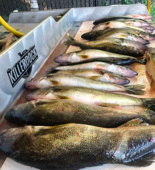 Outstanding sauger and walleye catch from Erie PA waters!