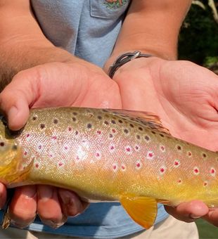 Tantalizing Trout Moments at Smith River!
