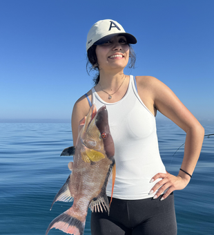 Beautiful Clearwater hogfish brought to the boat!