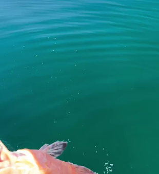 Fresh catch over green waters at Clearwater Beach!