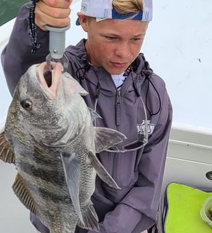 Massive Black Drum Catch