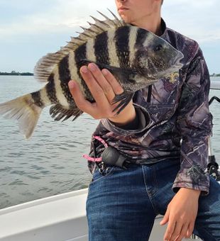 Striped Sheepshead Catch