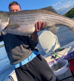 Beautiful Connelly NY striped bass caught on charter!