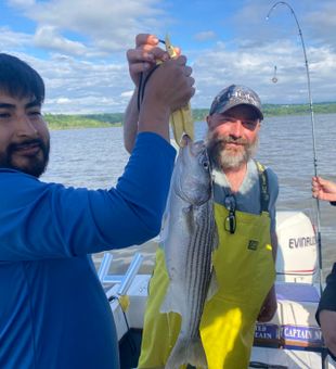 Huge Hudson River Striped Bass!