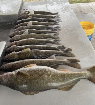 Guided walleye fishing on Lake Sharpe South Dakota
