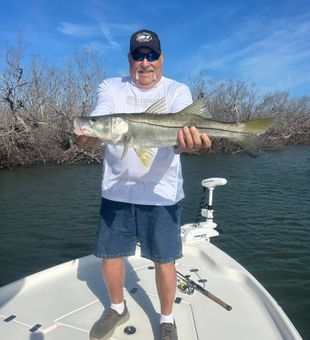 Healthy Snook on a sunny Florida day.
