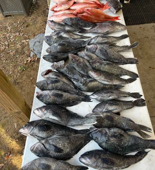 Black Sea Bass and Red Snapper hauled in at Murrells Inlet!