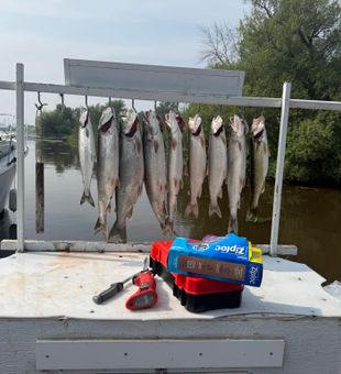 Impressive Lake Trout haul hanging dockside!
