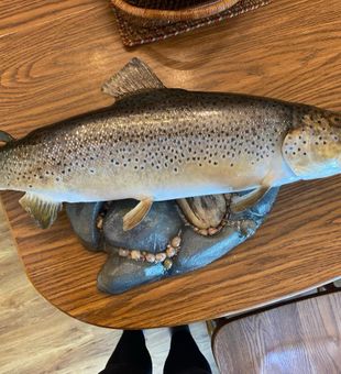 Catch from Lake Superior