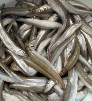 Fresh Sand Whiting Catch