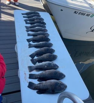 Solid tautog catch on a New Jersey fishing charter