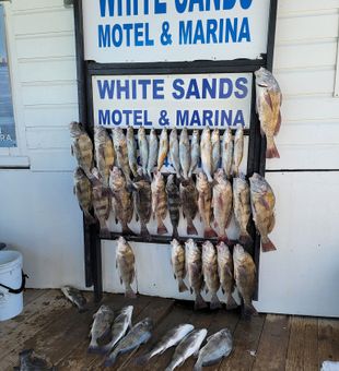 So much fish it don't fit on the stand anymore