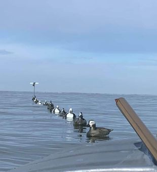 Duck hunting guide in MI