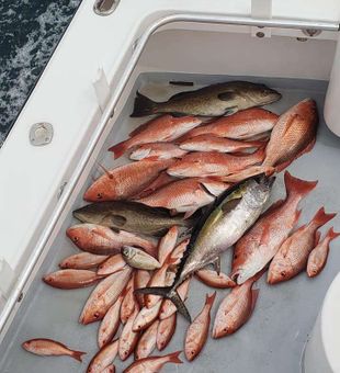 Tuna and Snapper Fishing in Florida