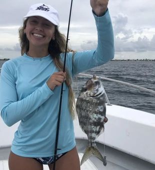 Reeled in sheepshead in Florida