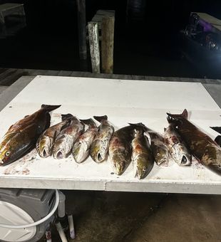 Black drum and mixed species from Lafitte waters!