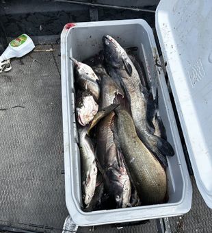 Channel catfish haul from productive Lafitte waters!