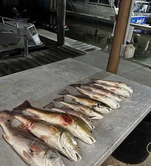 Lafitte redfish lined up and ready for the table!