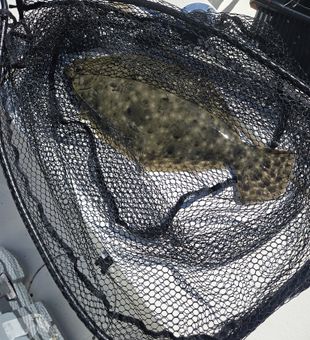 Nice Southern Flounder landed in Charleston waters!