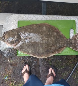 Morning bite in Charleston Harbor