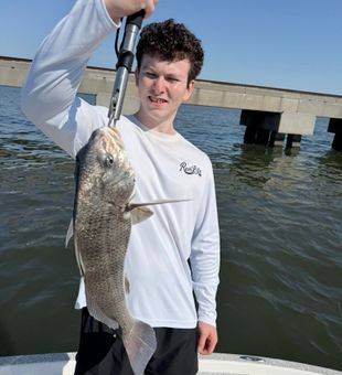 Nice black drum from Slidell waters!