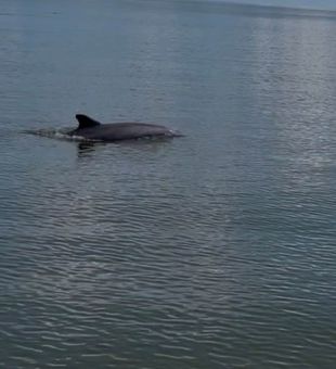 Playful Dolphin Sighting Nearshore