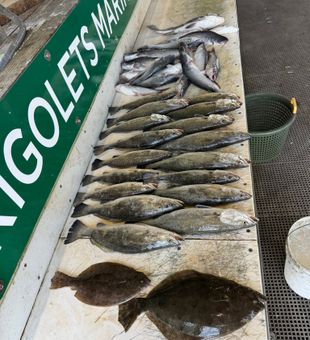 Mixed bag of Slidell speckled trout, grouper, and flounder!