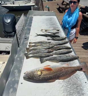 Impressive Redfish and Speckled Trout Haul